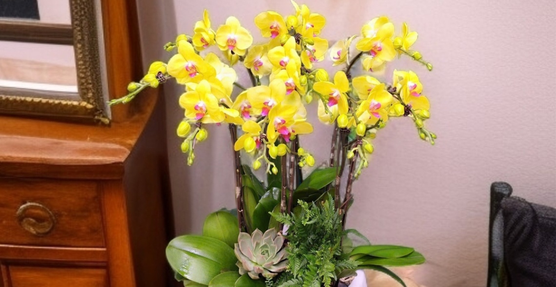 Gợi Ý 99 + Mẫu Lan Hồ Điệp Tặng Khai Trương đẹp, độc đáo 4 Vẻ đẹp của chậu lan Hồ Điệp tặng khai trương vàng mang đến cảm giác nhẹ nhàng, thư thái những vẫn đầy cuốn hút