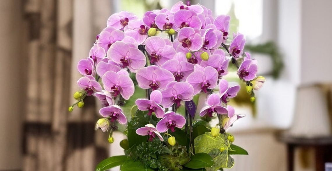 Gợi Ý 99 + Mẫu Lan Hồ Điệp Tặng Khai Trương đẹp, độc đáo 5 Những chậu hoa lan Hồ Điệp hồng đầy sự tinh tế làm lay động lòng người