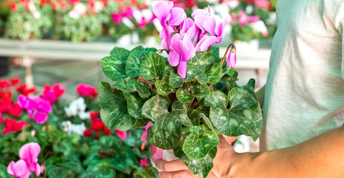 Gợi Ý +9 Mẫu Hoa 20/10 Tặng Mẹ Đầy Ý Nghĩa Nhất Năm 2025 5 Hoa Anh Thảo màu sắc rực rỡ, mỗi màu hoa đều chứa sức hút riêng