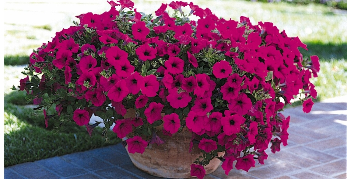 Gợi Ý +9 Mẫu Hoa 20/10 Tặng Mẹ Đầy Ý Nghĩa Nhất Năm 2025 6 Những bông hoa Dạ Yến Thảo mỏng manh nhưng lại mang vẻ đẹp duyên dáng, lay động lòng người