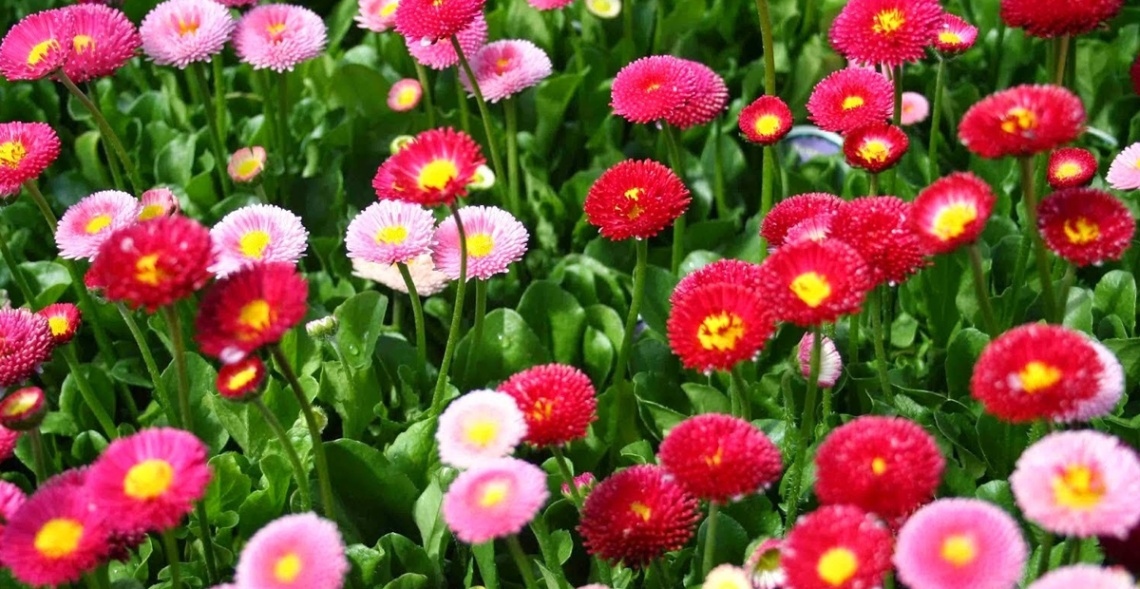 Gợi Ý +9 Mẫu Hoa 20/10 Tặng Mẹ Đầy Ý Nghĩa Nhất Năm 2025 7 Những bông hoa cúc mang màu sắc nổi bật mang năng lượng vui tươi đến người mẹ thân yêu