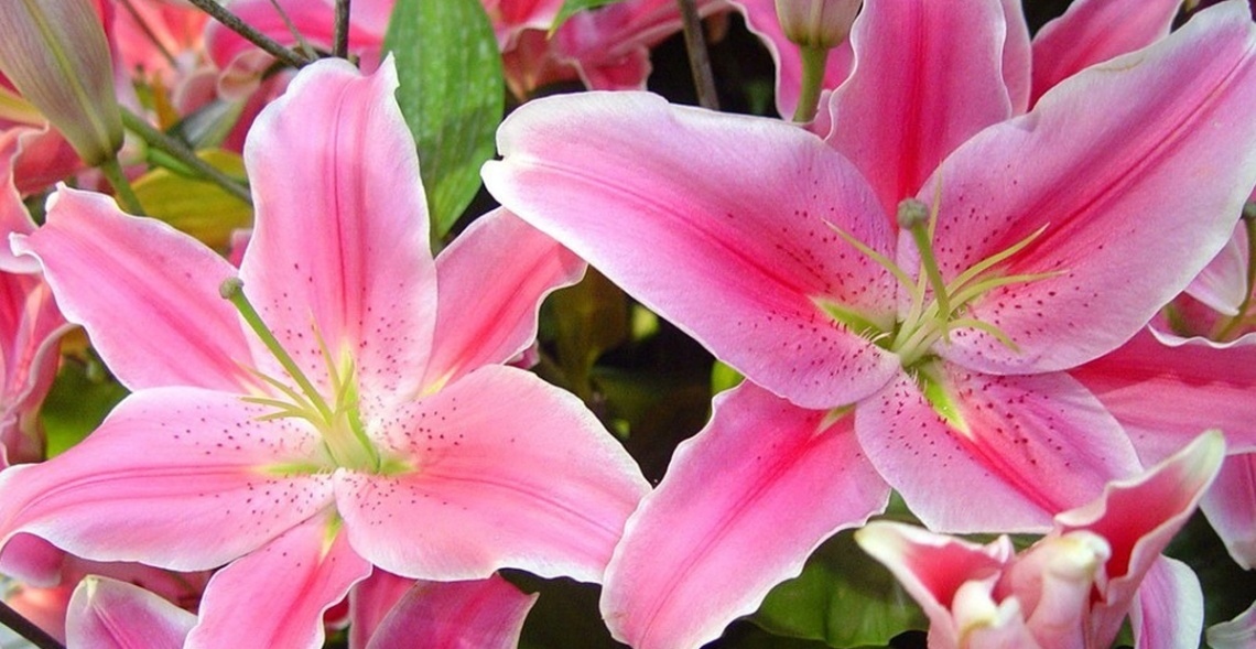 Gợi Ý +9 Mẫu Hoa 20/10 Tặng Mẹ Đầy Ý Nghĩa Nhất Năm 2025 8 Tặng mẹ chậu hoa Đồng Tiền như một lời cảm ơn, tôn vinh nét đẹp của mẹ