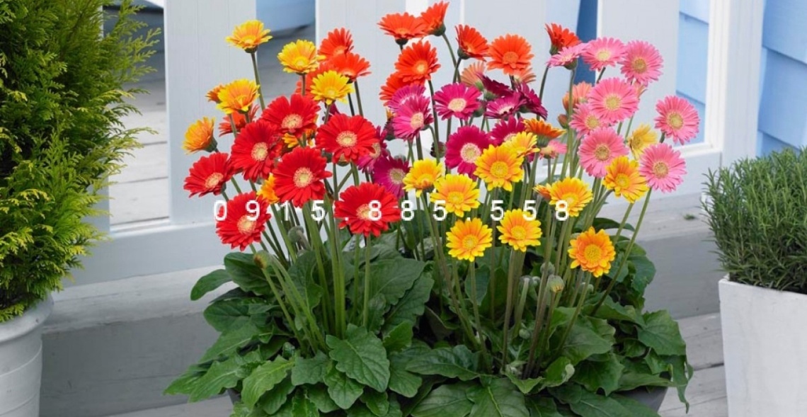 Gợi Ý +9 Mẫu Hoa 20/10 Tặng Mẹ Đầy Ý Nghĩa Nhất Năm 2025 9 Tặng mẹ chậu hoa Đồng Tiền như một lời cảm ơn, tôn vinh nét đẹp của mẹ