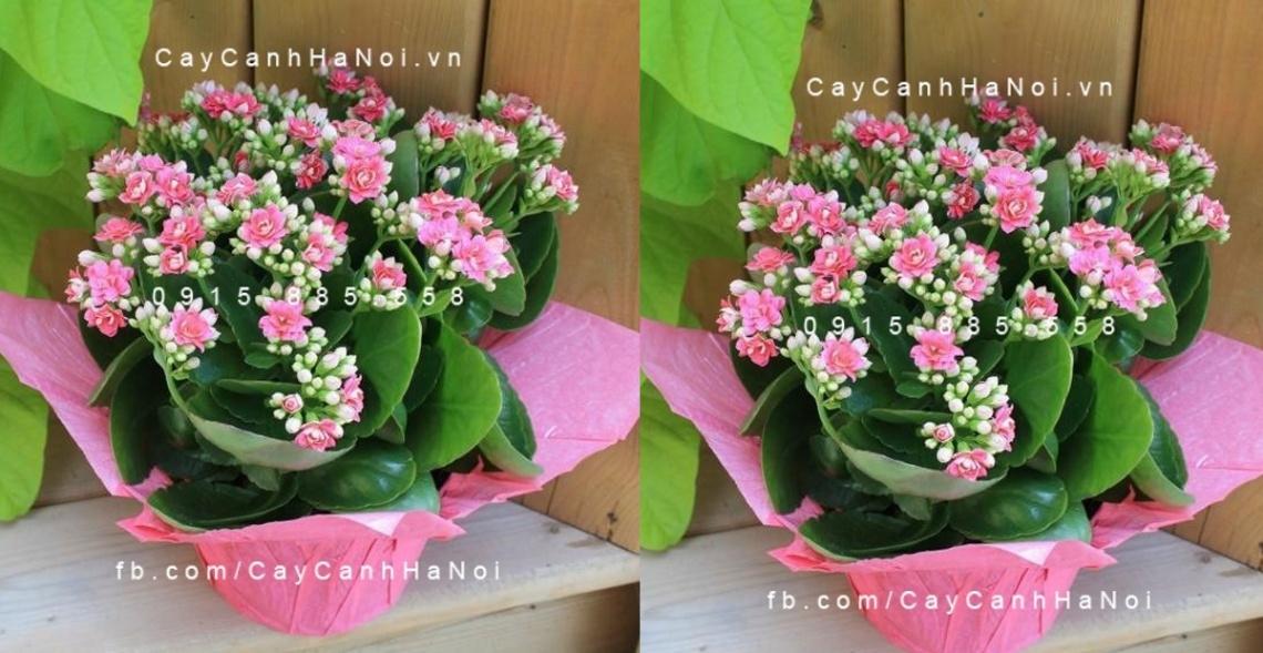 Gợi Ý +9 Mẫu Hoa 20/10 Tặng Mẹ Đầy Ý Nghĩa Nhất Năm 2025 10 Chậu hoa sống đời màu sắc tươi sáng như một lời chúc sức khỏe và tuổi thọ lâu dài