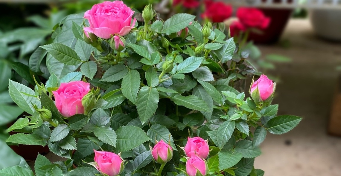 Gợi Ý +9 Mẫu Hoa 20/10 Tặng Mẹ Đầy Ý Nghĩa Nhất Năm 2025 2 Hoa hồng luôn là món quà hoàn hảo để tôn vinh nét đẹp người phụ nữ