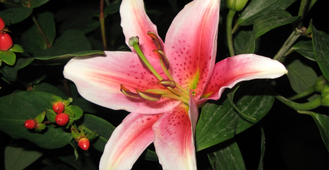 Top 10 Mẫu Hoa 20/10 Tặng Người Yêu Được Săn Đón 6 Hoa lily gắn liền với tình yêu, sự thuần khiết và nữ tính là món quà tặng hoàn hảo cho các quý cô