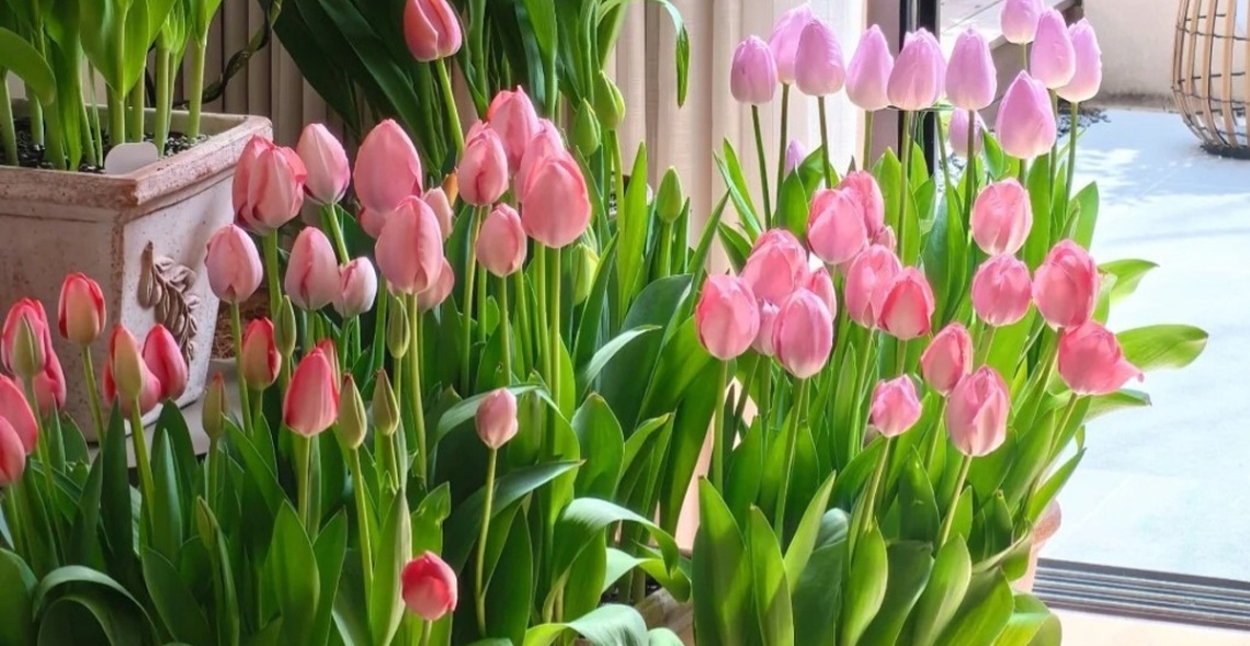 Top 10 Mẫu Hoa 20/10 Tặng Người Yêu Được Săn Đón 5 Hoa Tulip mang vẻ đẹp tươi tắn, biểu tượng chân thành và sức hấp dẫn vượt thời gian