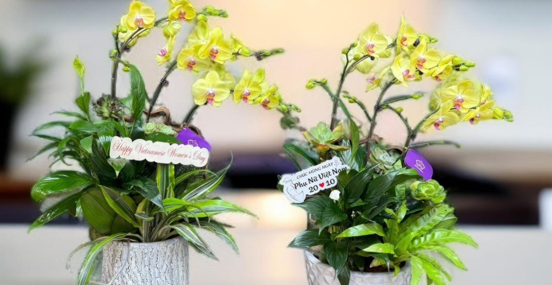 Top 10 Mẫu Hoa 20/10 Tặng Người Yêu Được Săn Đón 7 Tặng hoa lan như cách để đề cao vẻ đẹp duyên dáng của người phụ nữ