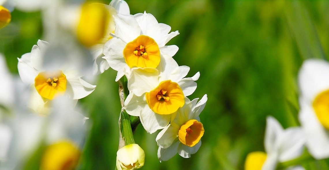 Top 10 Mẫu Hoa 20/10 Tặng Người Yêu Được Săn Đón 3 Không rực rỡ khoe sắc, hoa Thủy Tiên làm lay động lòng người bởi vẻ đẹp yêu kiều, thuần khiết