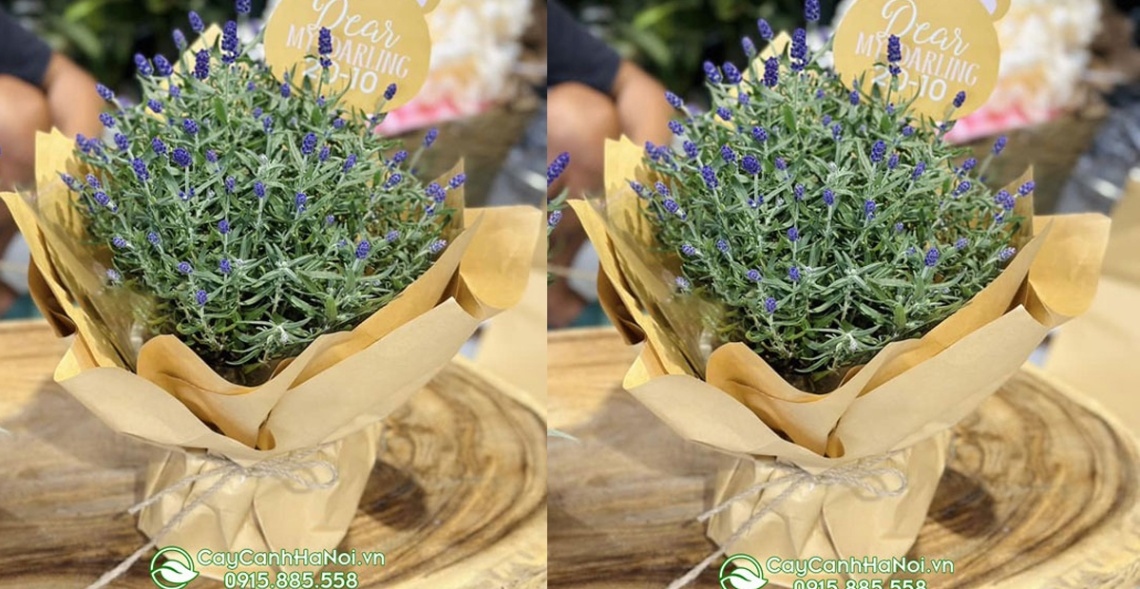 Top 10 Mẫu Hoa 20/10 Tặng Người Yêu Được Săn Đón 8 Hoa Oải Hương không chỉ đẹp mộng mơ mà hương thơm còn quyến rũ đến lạ thường