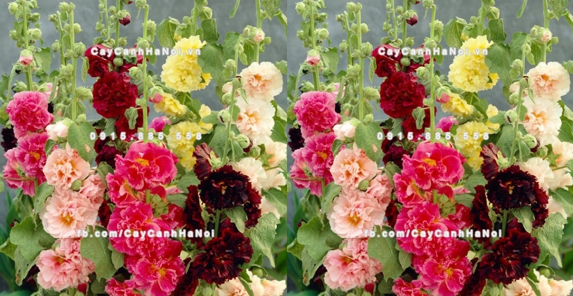 Top 10 Mẫu Hoa 20/10 Tặng Người Yêu Được Săn Đón 9 Hoa Mãn Đình hồng đẹp mê hoặc lòng người