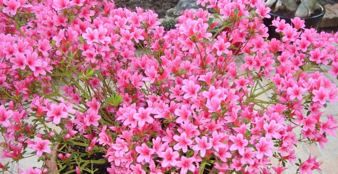 Top 10 Mẫu Hoa 20/10 Tặng Người Yêu Được Săn Đón 10 Hoa Đỗ Quyên quyến rũ kỳ lạ như một lời nhắc nhở người yêu về vẻ đẹp và chiều sâu của mối quan hệ