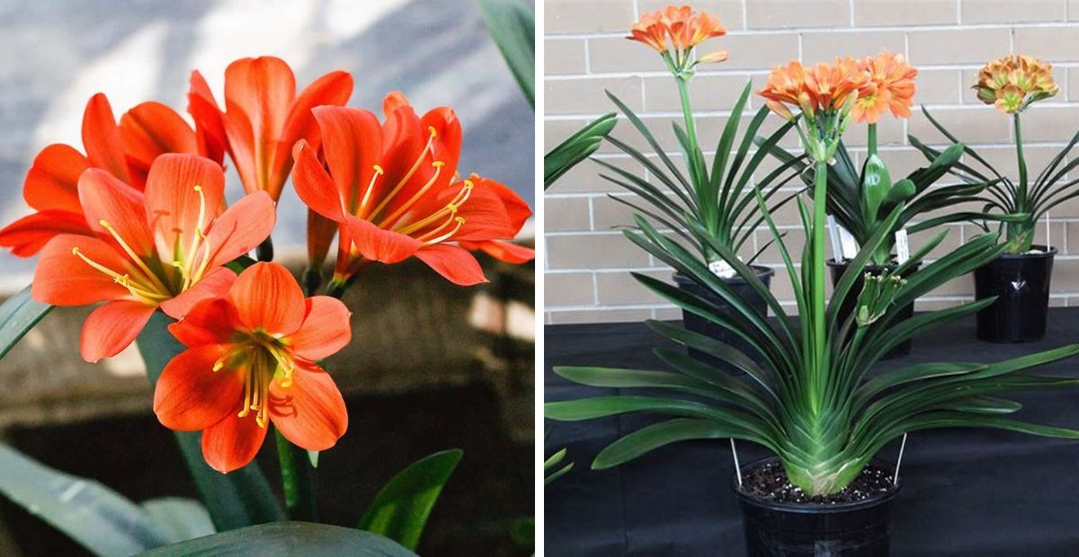 Mệnh Thổ hợp cây gì? 10+ cây hợp mệnh Thổ thu hút tiền tài 4 Lan Quân Tử giúp kích lệ tinh thần và tăng sự tự tin cho người mệnh Thổ