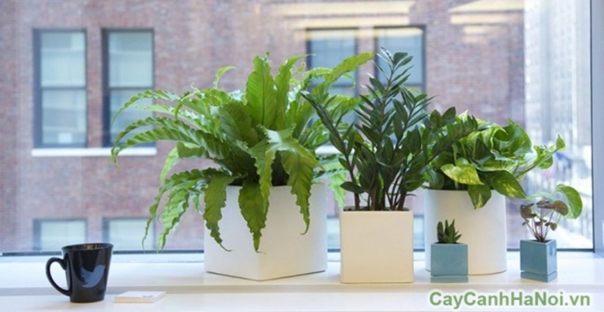 Gợi ý 10 cây văn phòng dễ sống, dễ trồng và hợp phong thủy 4 Không nên đặt chậu cây ở vị trí che sáng hoặc lối đi