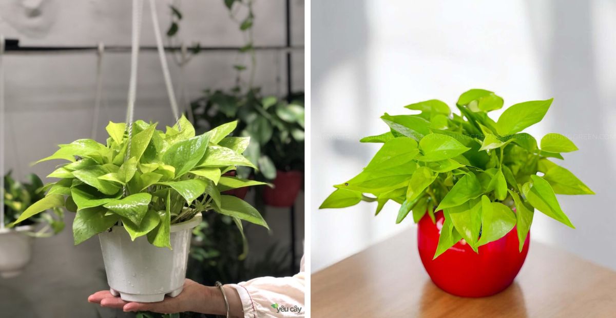 Mệnh Thổ hợp cây gì? 10+ cây hợp mệnh Thổ thu hút tiền tài 1 Mệnh Thổ hợp cây gì - Trầu Bà Vàng cân bằng năng lượng và mang đến ổn định