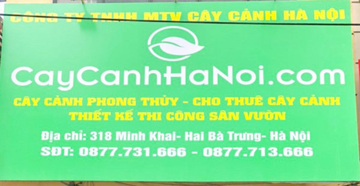 Khai trương tặng cây gì thu hút tài lộc, may mắn và ý nghĩa 5 Cây Cảnh Hà Nội là địa chỉ bán cây xanh uy tín và chất lượng cao