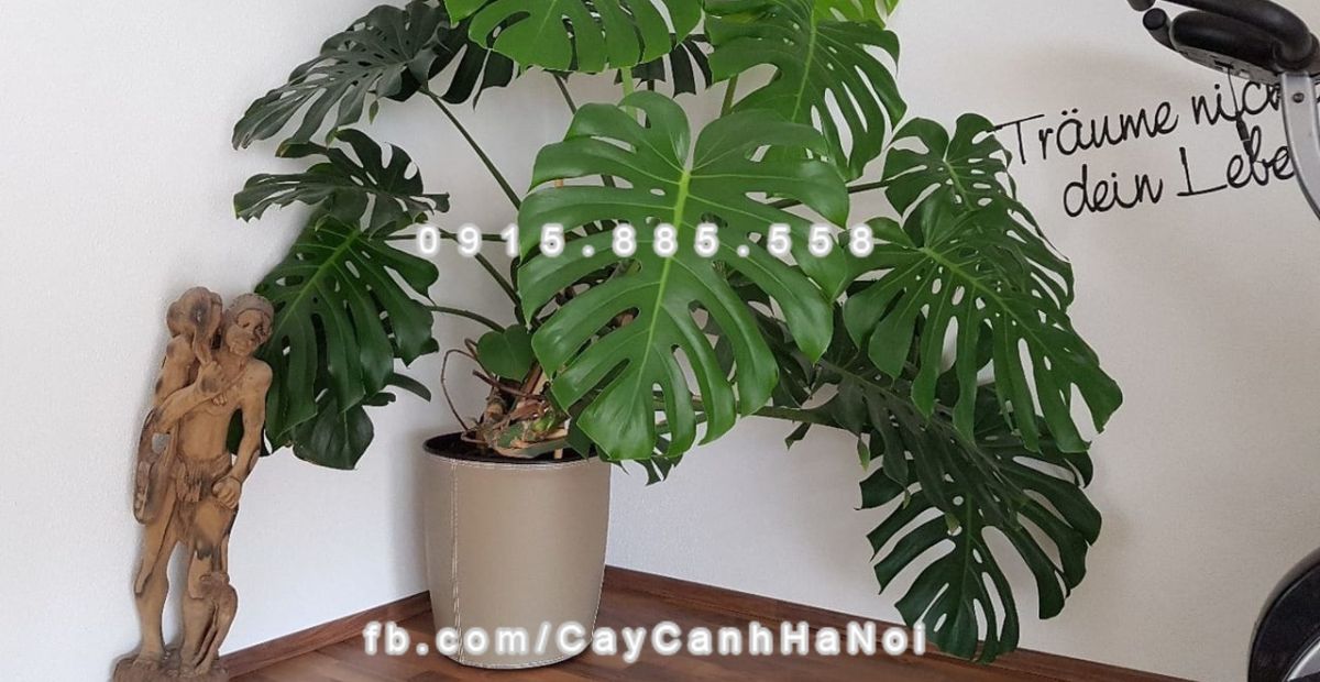 Top 15 cây phong thủy trong nhà đem đến may mắn và tài lộc 1 Nên chọn cây phong thủy trong nhà hợp tuổi và mệnh gia chủ