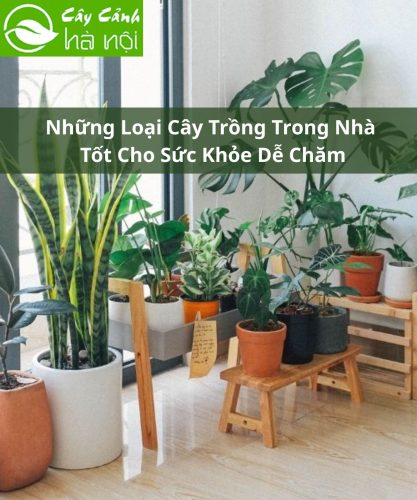 Những loại cây trồng trong nhà tốt cho sức khỏe dễ chăm