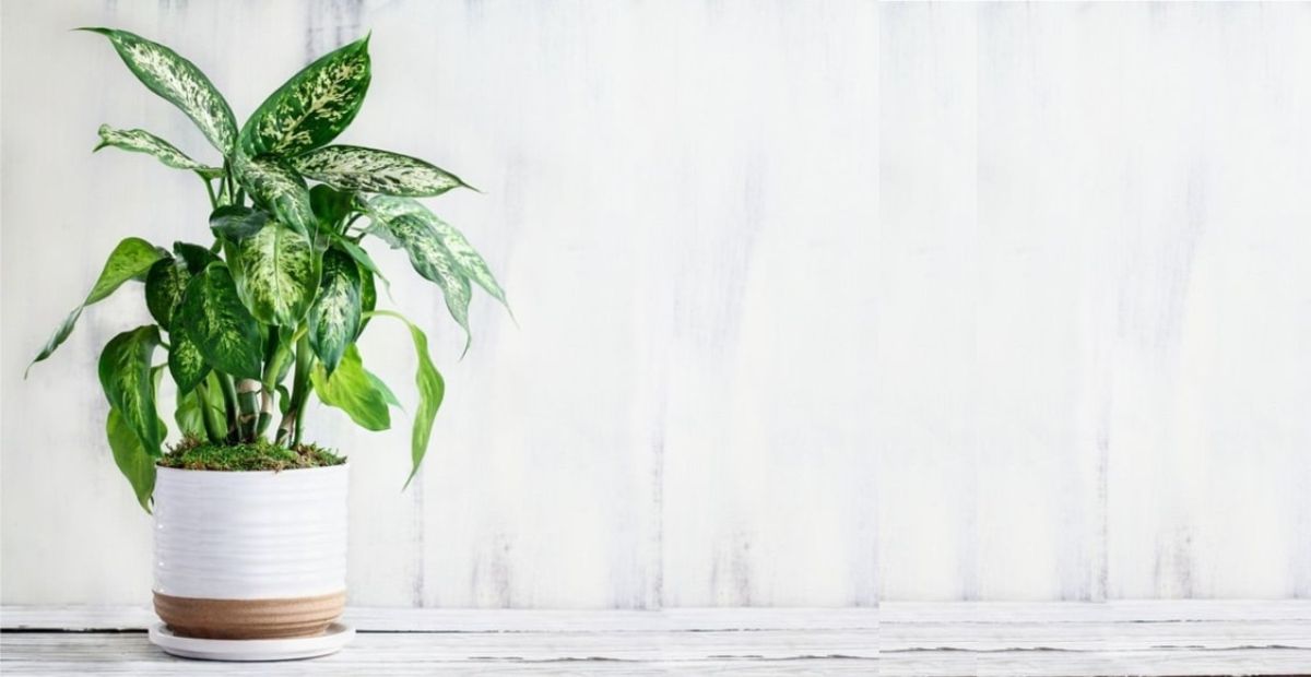 Vạn niên thanh là cây trồng trong nhà tốt cho sức khỏe được nhiều người lựa chọn 