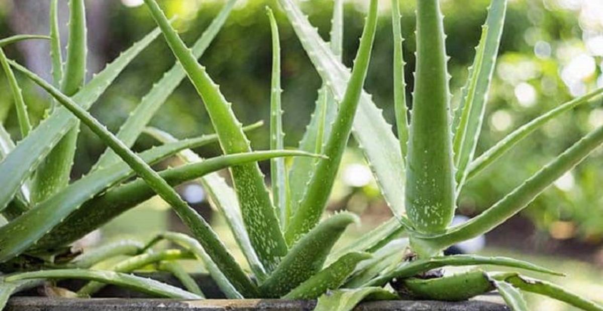 Nha đam mang lại rất nhiều lợi ích cho sức khỏe của gia chủ 