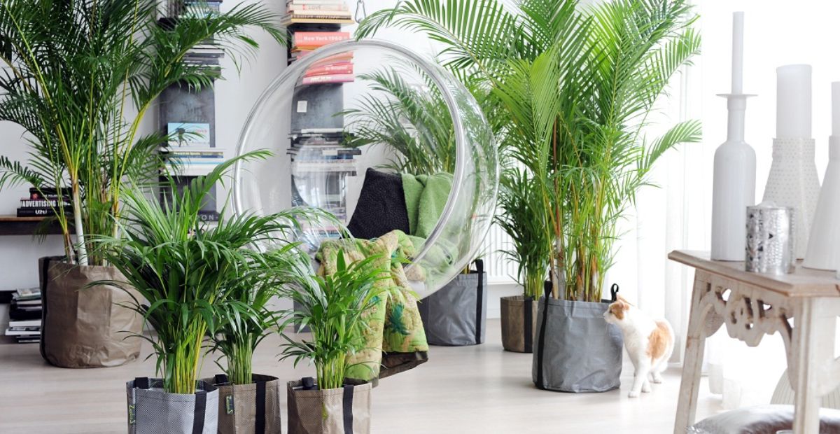 Đừng bỏ qua cọ cảnh khi đang tìm kiếm chậu cây trồng trong nhà tốt cho sức khỏe 