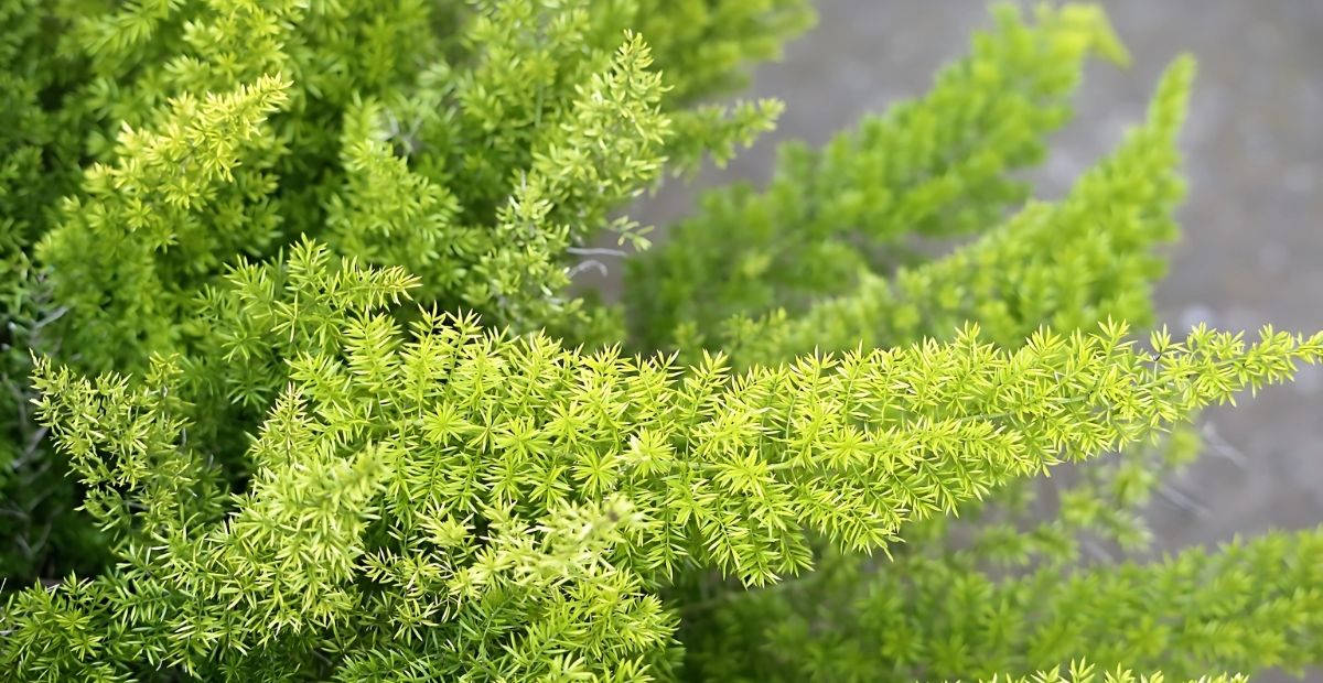 Dương xỉ măng tây hệt như máy lọc không khí nên được nhiều người lựa chọn 