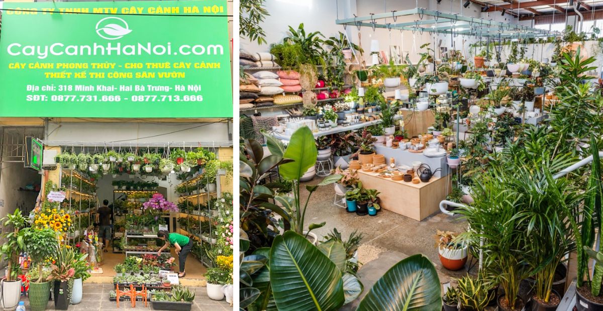 Cây Cảnh Hà Nội là địa chỉ mua cây cảnh, cho thuê cây cảnh và thiết kế sân vườn uy tín tại Hà Nội 