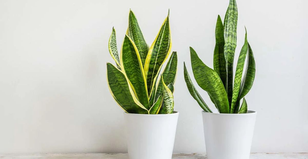 Lưỡi Hổ là cây ưa bóng râm, thích hợp để trồng trong nhà và rất tốt cho sức khỏe con người 