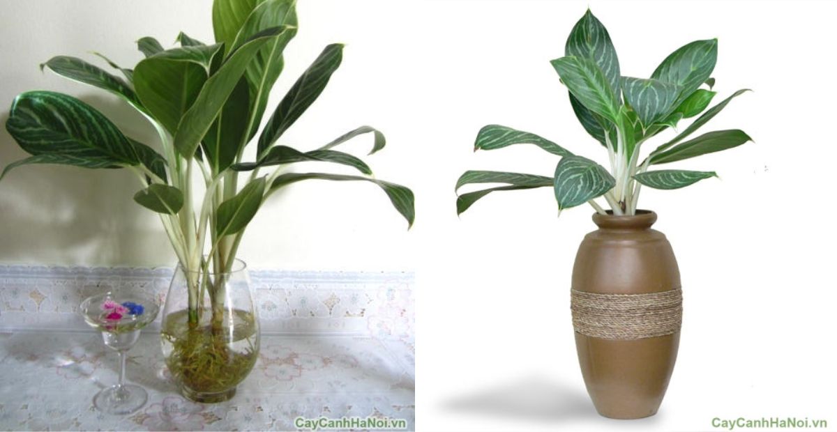 Khai trương tặng cây gì thu hút tài lộc, may mắn và ý nghĩa 4 Khai trương tặng cây gì - Bạch mã hoàng tử đại diện cho phái mạnh