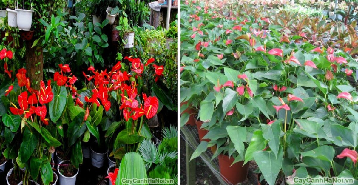 Mệnh Thổ hợp cây gì? 10+ cây hợp mệnh Thổ thu hút tiền tài 3 Hồng Môn thu hút sự may mắn và tích cực cho chủ nhân mệnh Thổ