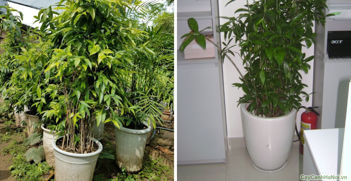 Mệnh Thổ hợp cây gì? 10+ cây hợp mệnh Thổ thu hút tiền tài 2 Trúc Nhật vàng đem lại sự giàu có và thịnh vượng cho gia chủ mệnh Thổ