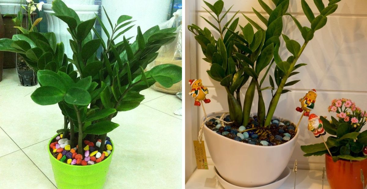 Khai trương tặng cây gì thu hút tài lộc, may mắn và ý nghĩa 1 Tặng cây cảnh khai trương thay lời chúc làm ăn phát đạt đến gia chủ