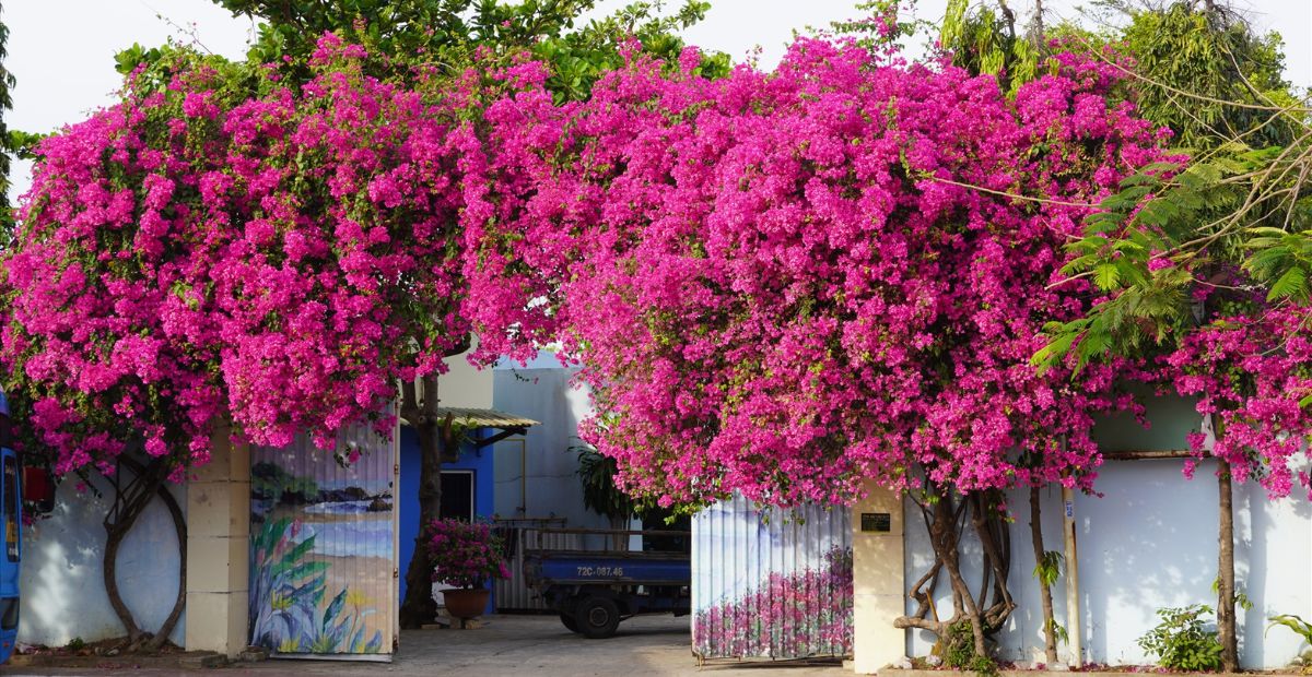 hoa gì chịu nắng tốt 