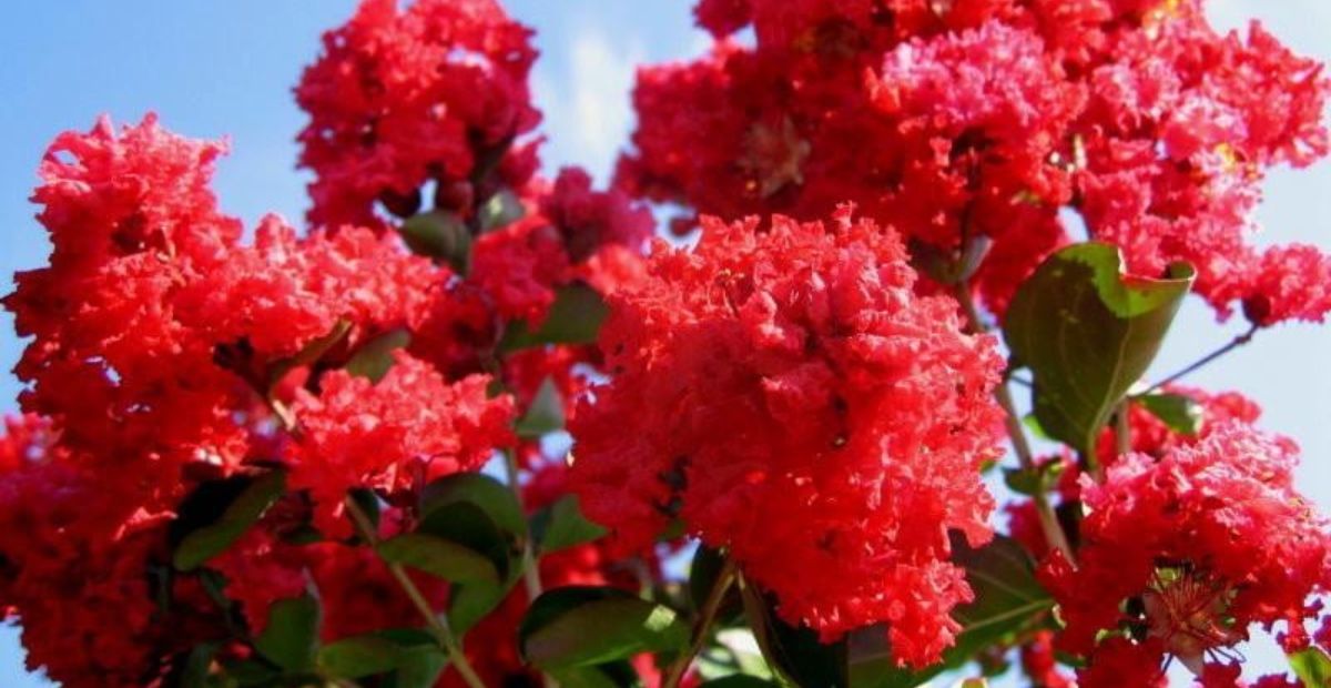 có nên trồng cây tường vi trước nhà