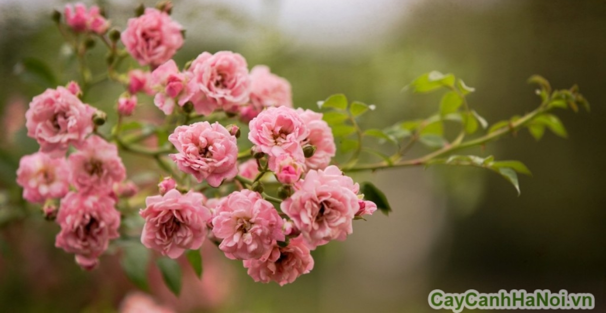 Thiet ke chua co ten 2