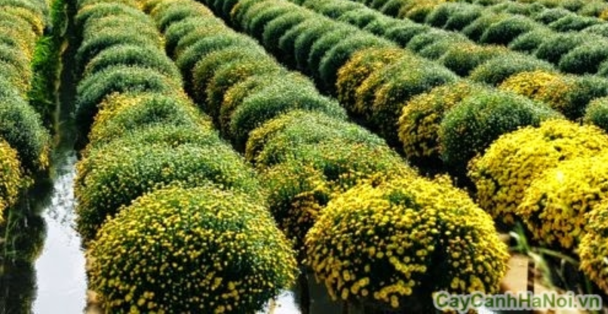 Thiet ke chua co ten 3