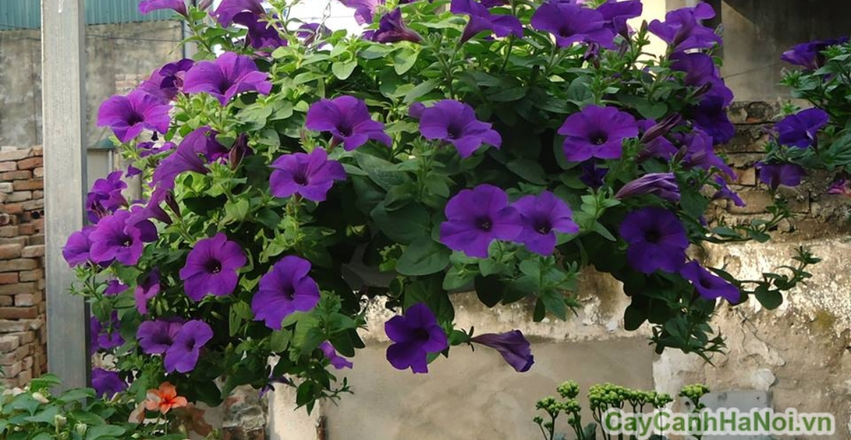 Thiet ke chua co ten 4