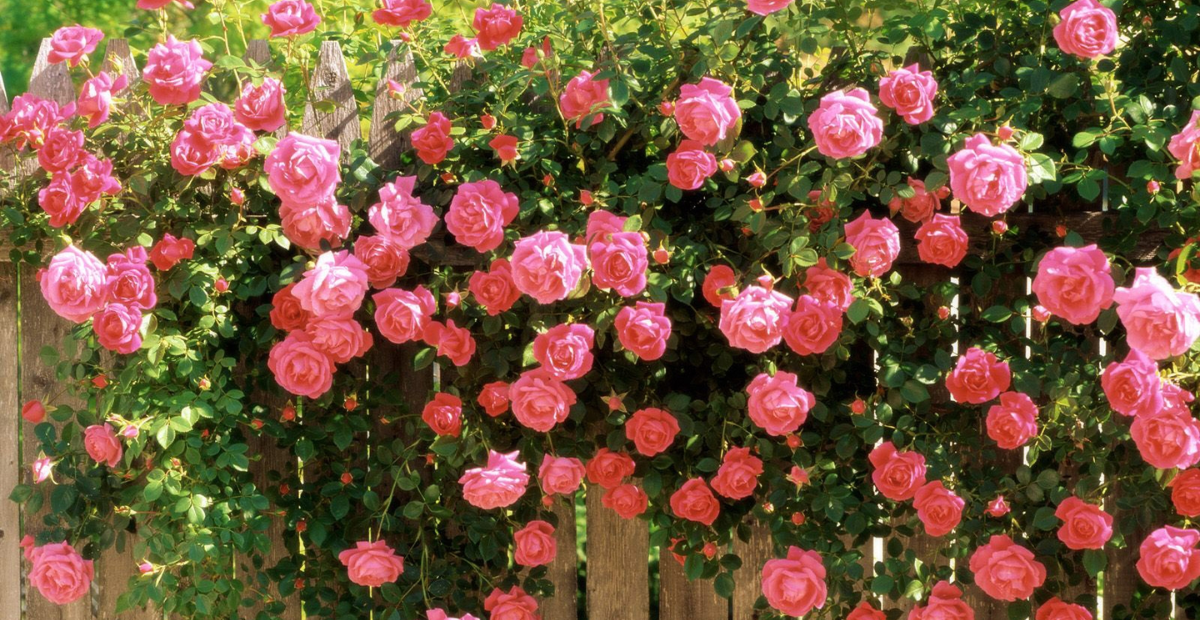 có nên trồng cây tường vi trước nhà