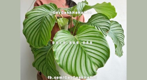 Cung cấp cây văn phòng chất lượng giá tốt tại Hà Nội