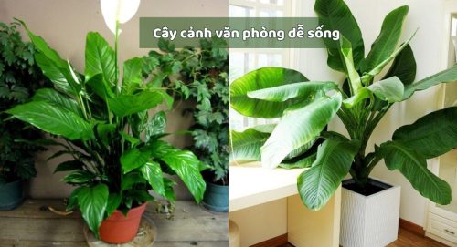 Tô điểm không gian nơi làm việc đẹp và rạng rỡ hơn