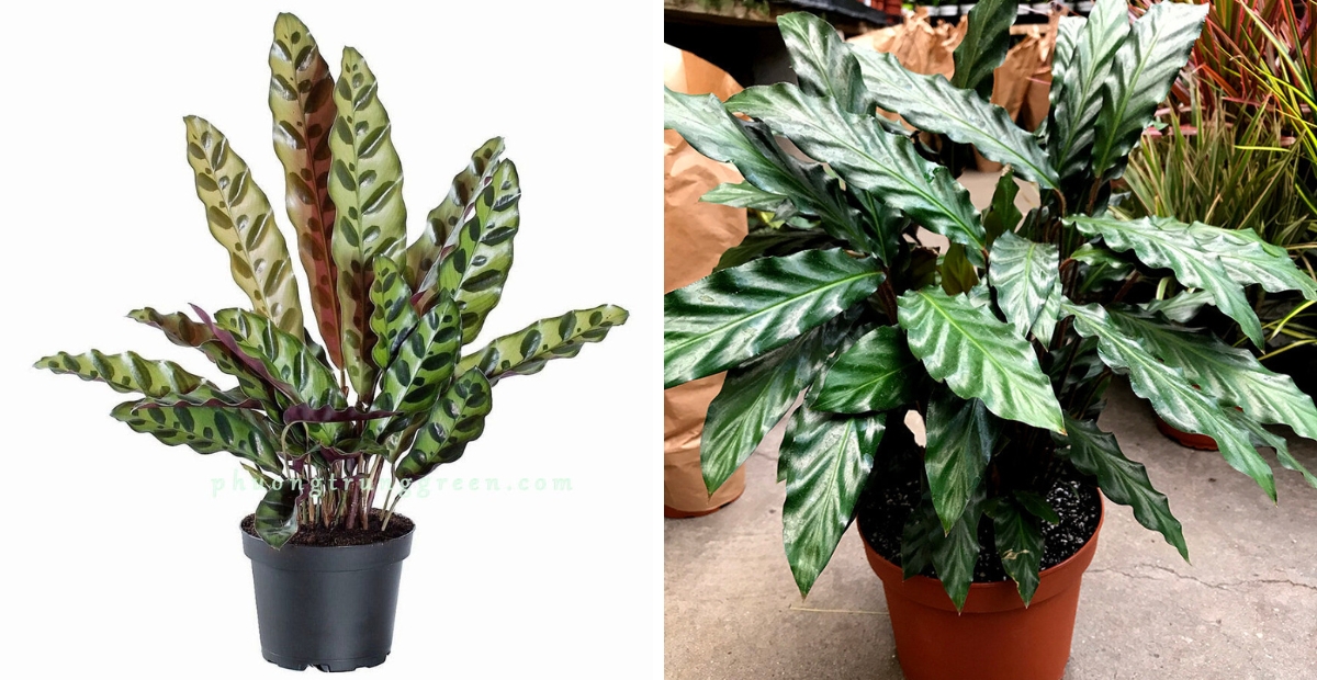 Cây đuôi phụng duyên dáng, biểu tượng cho may mắn và khởi đầu thịnh vượng