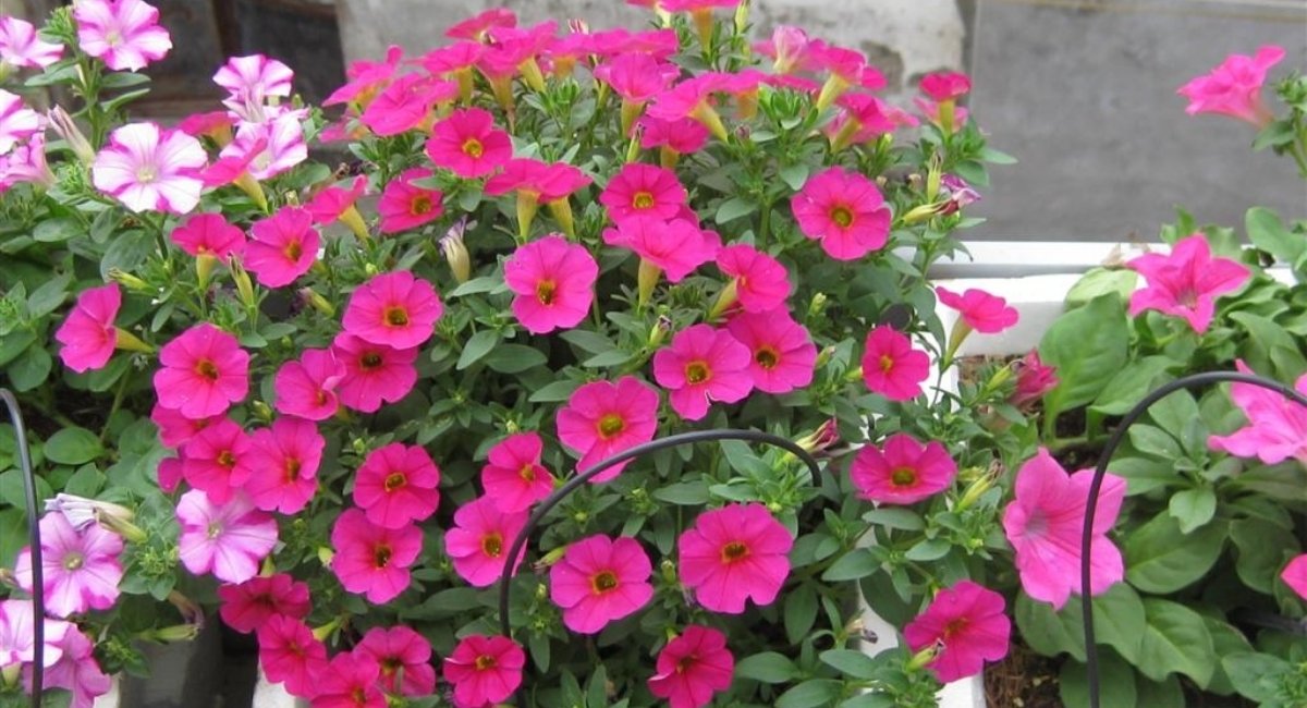 Hoa dạ yến thảo trồng ban công ngập nắng