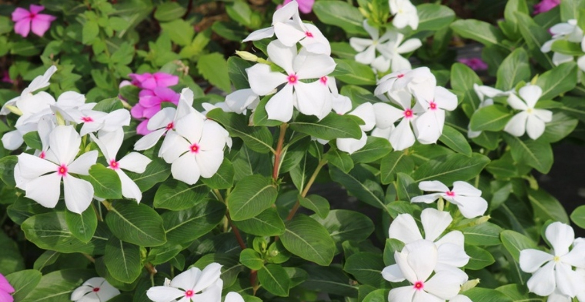 Cây hoa dừa cạn