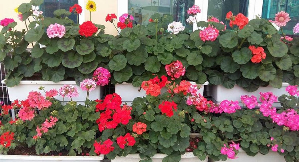 Cây hoa phong lữ nở rộ cực đẹp