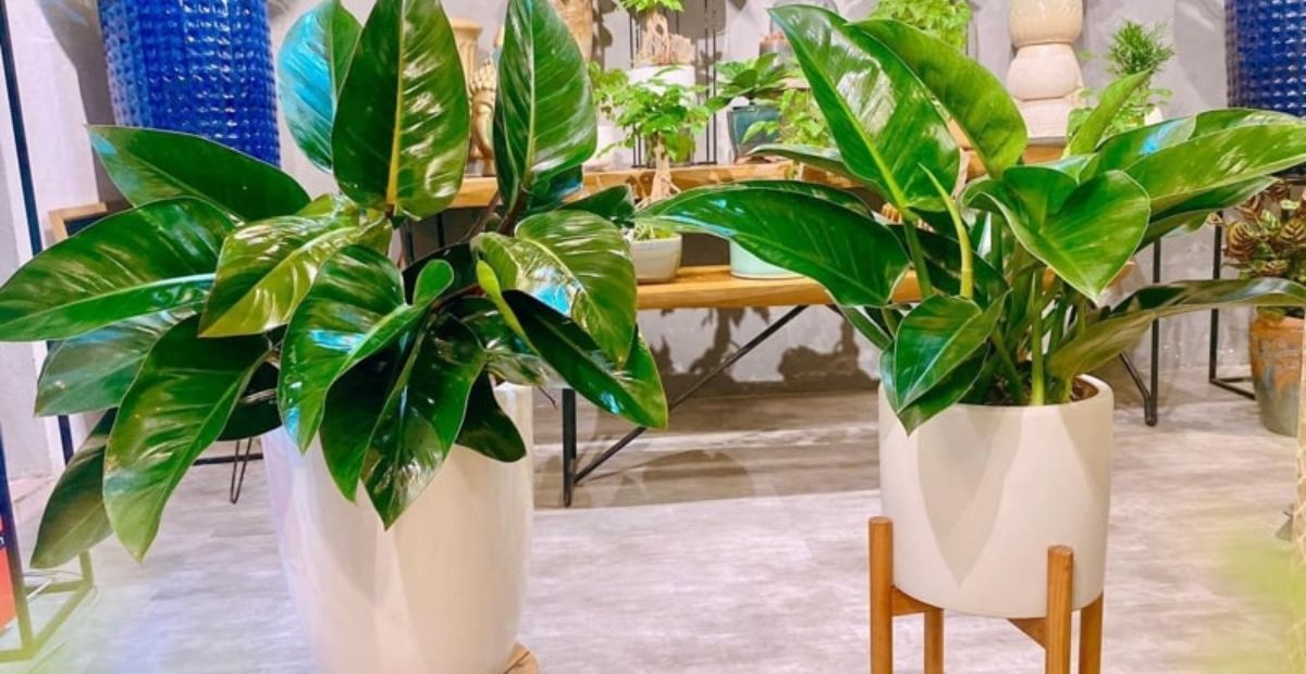 Cây Trầu Bà Đế Vương