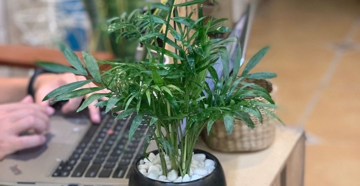 Cây cau tiểu trâm 