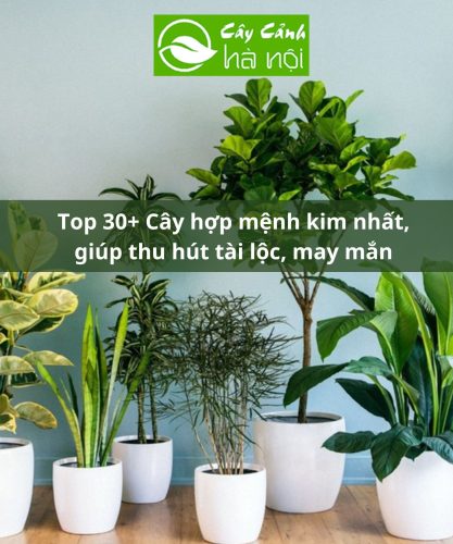 Top 30+ Cây Hợp Mệnh Kim Nhất, Giúp Thu Hút Tài Lộc, May Mắn