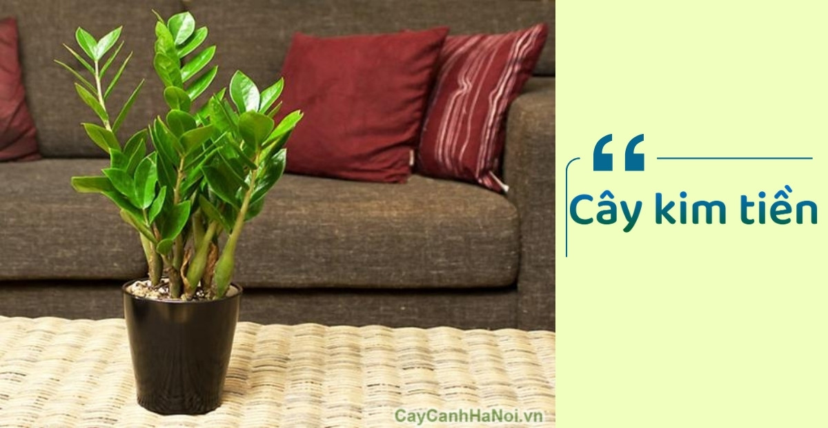 Tuyển tập 10+ cây phong thuỷ để bàn đánh thức năng lượng tích cực 2 Chậu cây kim tiền