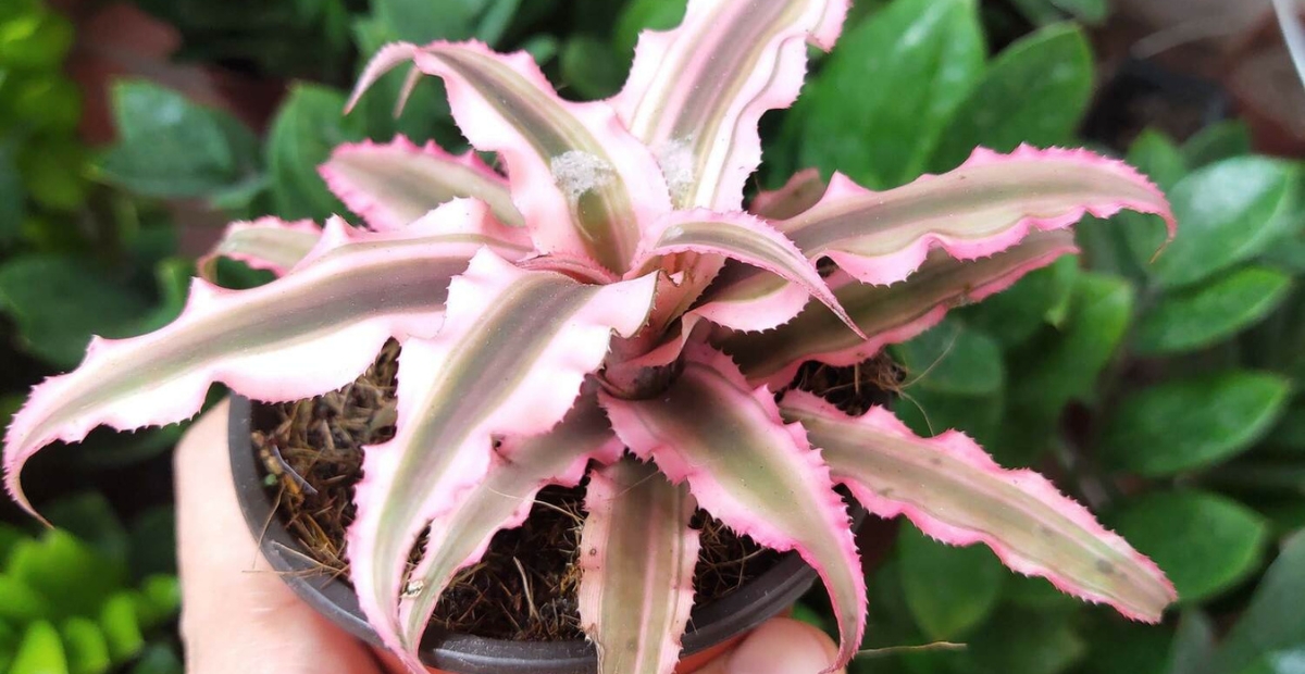 Cây lê phụng cơ mang ý nghĩa khai vận, hanh thông và may mắn