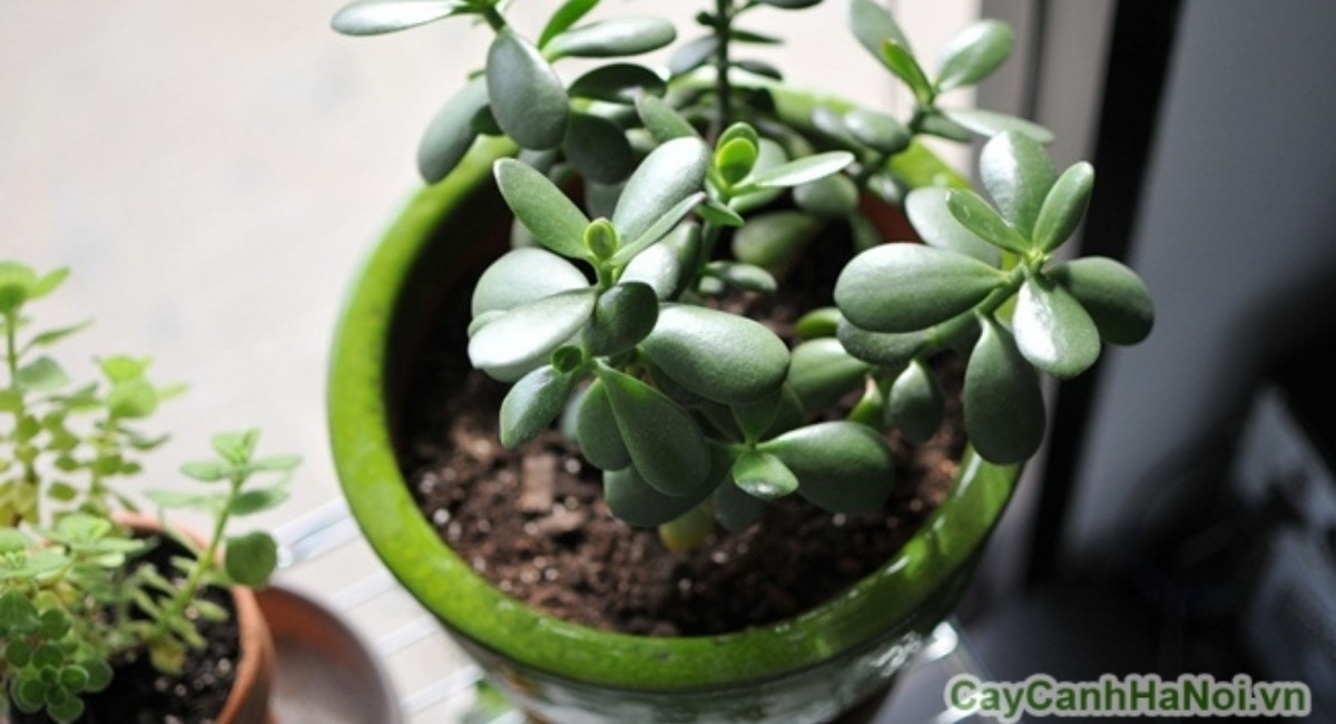 Top 15+ cây cảnh văn phòng dễ sống dành cho dân công sở bận rộn 3 Cây ngọc bích để bàn nhỏ gọn